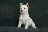 5. Westie Quatre mois 007